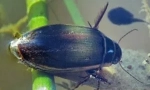 Beetle flooney: popis a životní styl