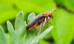 Hasič beetle