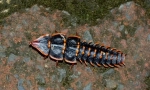 Beetle trilobite