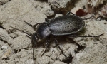 Grudelitsa goeblera
