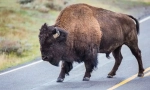 Bison