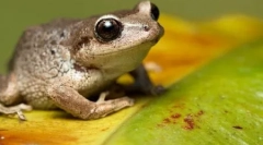 10 Absolutně nesprávná fakta o zvířatech