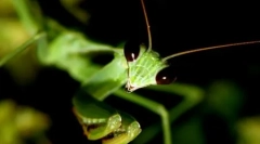 10 Fotografií vinárního hmyzu