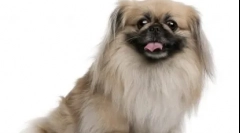 10 Chinese psí plemena