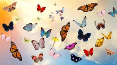 10 Nejkrásnějších motýlů