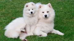 10 Zvířat, která mají úžasnou vlnu