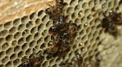 10 Zvířat, která násobí s neposkvrněným pojetím
