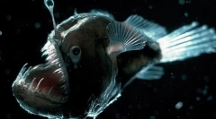 11 Nejpodivnějších živých bytostí, které žijí v den deprese mariana