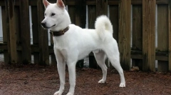 12 Vzácných plemen psů, jejichž chovatelé budou moci vydělat dobře