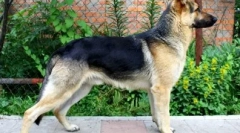 12 Nejlevnější psí plemena