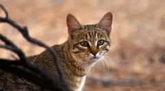 20 Zajímavých faktů o kočkách