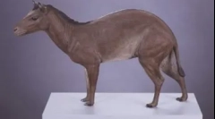 20 Zajímavých faktů o koních