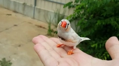 3 Nejlepší drůbež pro dítě