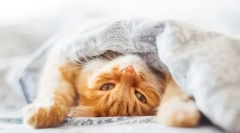 4 Důvody, proč se kočka schovává pod dekou