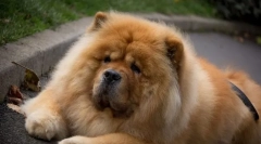 4 Problémy ve vzdělávání chow chow, který nebude schopen eliminovat