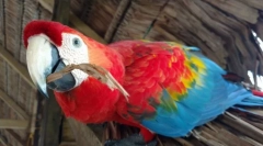 5 Zajímavých faktů o papoušcích ara
