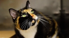 5 Šokující experimenty na zvířatech