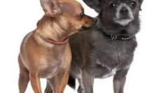 6 Zajímavá fakta o chihuahua