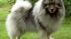 6 Zajímavé a zábavné fakta o spitzhah