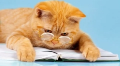 6 Zábavných knih o dobrodružstvích koček: dobrá nálada je zaručena