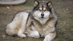 8 Psů, které se podobají husky