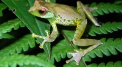 9 Nové typy zvířat nalezených v oblasti větší mekong