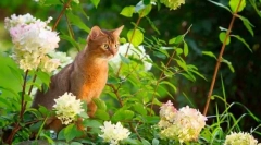 Abyssinská kočka (foto): posvátné zvíře faraohů ve vašem domě