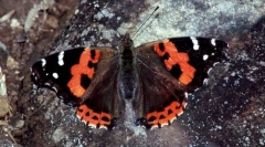 Admirál red canary