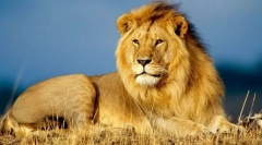 Africký lev