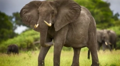 Africký slon