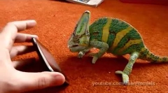 Iphone a chameleon