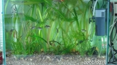 Akvárium to udělá sami