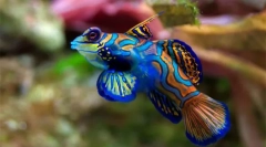 Akvarijní ryby (fotografie a titul): vyberte si domácího mazlíčka