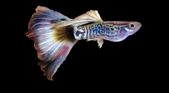 Akvárium fish guppi (fotografie): šplouchá jasných barev v zelených tlustých řasách