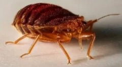 Algoritmus akce po zpracování z bedbugs