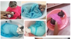 Aliexpress.com - výběr zajímavých produktů pro psy a kočky