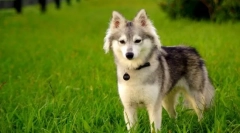 Aljašský kli-kai (foto): mini-husky s spitz charakter