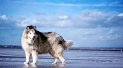 Aljašský malamut (foto): impozantní pes pro aktivní rodiny