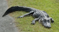 Alergator american