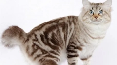 Americký bobtail