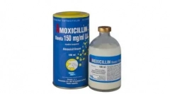 Amoxicillin pro kočky: svědectví, recepční schéma a další důležité body
