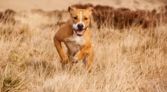 Amstaff (fotografie): jemný mazlíček a věrný obránce