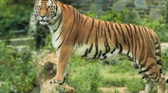 Amur tiger