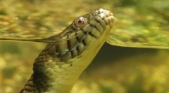 Anaconda - největší had modernity