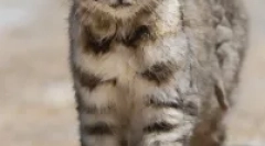 Anda cat - jihoamerická skotovaná dravec