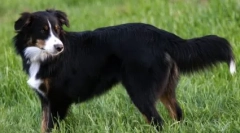 English shepherd: věrný přítel a spolehlivý obránce