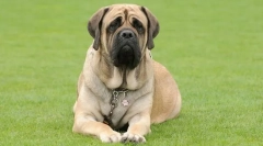 Anglický mastiff