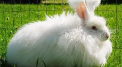 Angora králík: nejzajímavější fakta