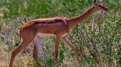 Antilopa gernecum
