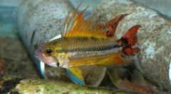Apistrogramy (apistogramma)
